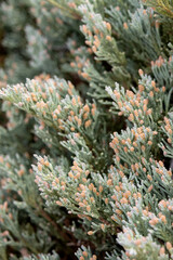 Beautiful branches of creeping juniper or creeping cedar, a low-growing decorative shrub in spring nature.
