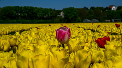 Blooming yellow tulips in perfect rows at a Dutch flower farm, with a single pink and red tulip...