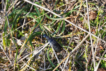 black beetle in green grass macro insect nature
