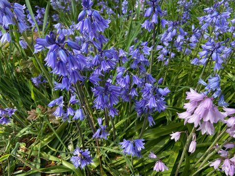Spanish Bluebells blooming in spring garden