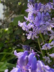 Spanish Bluebells blooming in spring garden