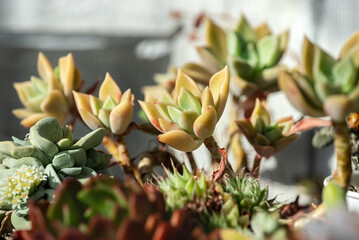 Succulent Graptopetalum paraguayense (or Ghost plant) growing on a white shelf. Collection of succulents