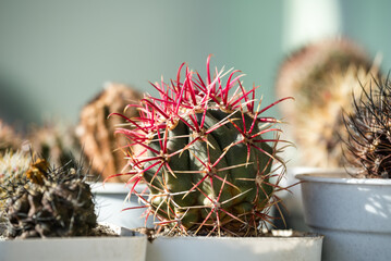 Cactus Ferocactus gracilis H.E.Gates (fire barrel cactus) growing in a white pot among other cacti. Close-up of green cactus with pink needles