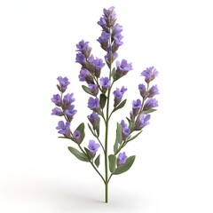 Fototapeta premium A sprig of delicate light purple flowers with lush green leaves isolated on a pure white background.
