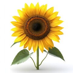 Obraz premium A vibrant yellow sunflower with dark brown center blooms brightly against a pure white background showcasing its lush green leaves.