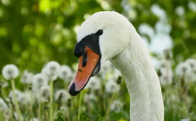 Portrait of beautiful swan in dandelion meadow springtime background