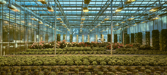 Hydroponic greenhouse