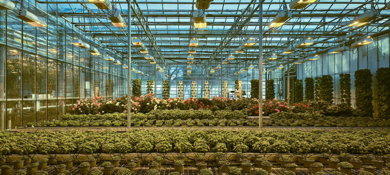 Hydroponic greenhouse