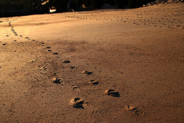 Wild ocean beach. A lonely panorama. A romantic view. Warm rays of light. Footprints in the sand. A colorful picture. A postcard. Wallpaper. Background