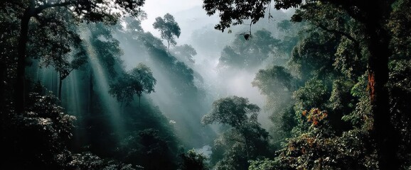 Sunlight Pierces Misty Rainforest Canopy