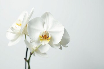 Delicate white orchid blossom, pristine petals against pure white backdrop, soft, clean