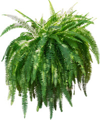 hojas, fábrica, verde, aislada, cannabis, mariguana, naturaleza, cañamo, helecho, blanco, árbol,...