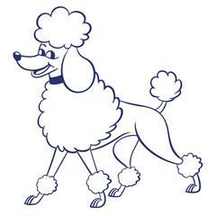 Cartoon Standard Poodle Outline, Fluffy Coat, Blue Line Art, Dog Collar, Walking