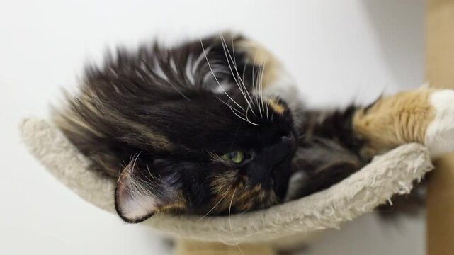 A tricolor purebred cat with green eyes is resting on a cat bed.