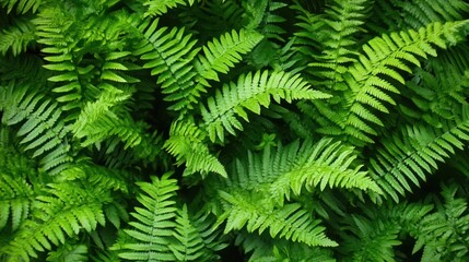 Lush green fern foliage close-up, intricate fronds densely packed