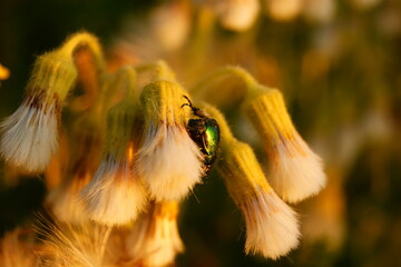 Green Maybug resting on delicate yellow flowers during golden hour in a garden