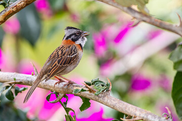 Sparrow singing while perched in the middle of a garden. Species Rufous-collared Sparrow, Zonotrichia capensis.
