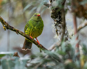 Portrait of a beautiful bird perched inside a tree. Species Green-and-black Fruiteater, Pipreola riefferii