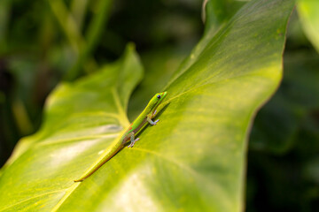 Gecko sitting on a plant leaf, Hawaii