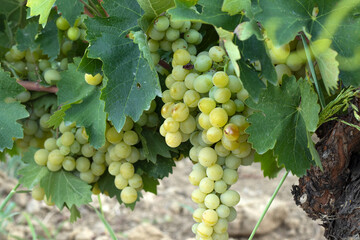 Bunch of white grapes on vine in vineyard. Autumn fruit harvest. Selective focus.