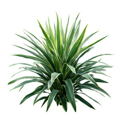 Green plant with long leaves isolated on transparent background