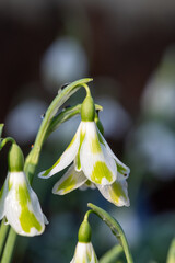 Obraz premium Close up of a galanthus Phil Cornish snowdrop