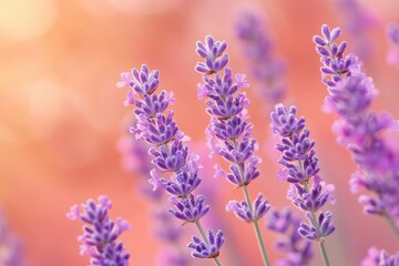 Obraz premium Soft focus view of vibrant purple lavender blossoms.