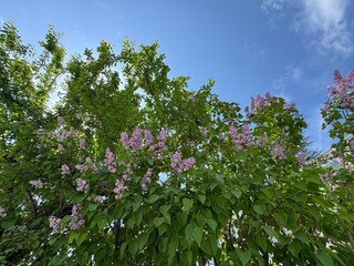 Purple blooming flower on branch Syringa vulgaris. Close-up. Syringa vulgaris, the lilac or common...