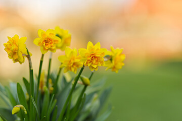Fototapeta premium Bright yellow double daffodils in full bloom against a softly blurred bokeh background. Radiant Easter spring flowers in warm light