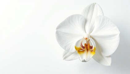 Delicate white orchid blossom on pure white backdrop, bright, summer