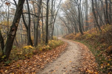 Fototapeta premium Winding path through an empty autumn forest nature scene dirt trail soft muted colors overhead view tranquil fall atmosphere