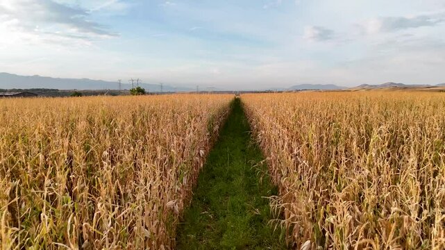 Idaho Agg land with crops and river at sunrise