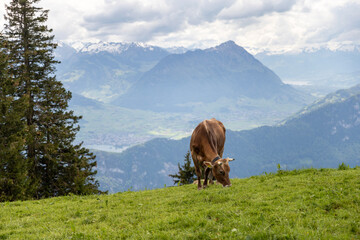 The cow on the Alpine meadow high in the mountains peacefully grazing 