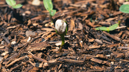 Sunflower plant sprouting with seed shell stuck on leaf 