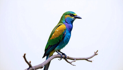 Fototapeta premium blue and yellow macaw