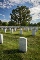 Large tree in middle of military cemetery