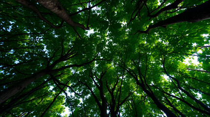 Obraz premium A bottom-up view of a lush green mangrove forest canopy, highlighting its dense foliage. Mangroves serve as a natural carbon sink, playing a crucial role in combating climate change by capturing carbo