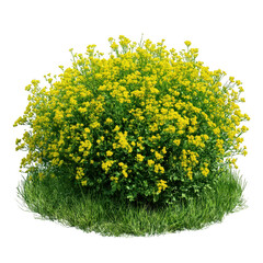 Flowering bush with grass isolated on transparent background