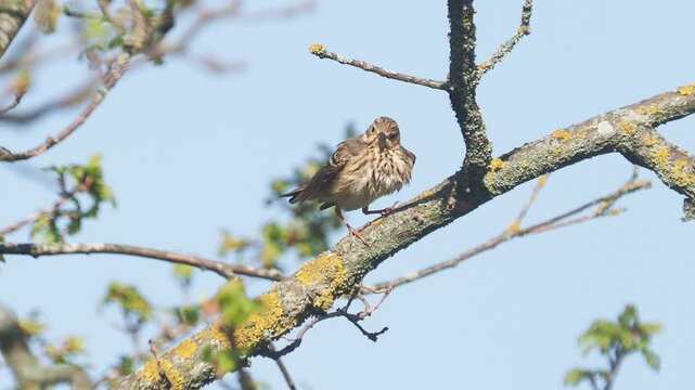 The tree pipit bird grooming on a branch, Anthus trivialis