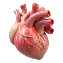 Realistic 3D Human Heart Anatomy Illustration