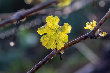 Leaf detail of vinyard