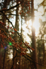 sun through branches and leaves of trees in the forest, autumn forest fallen leaves, sun rays