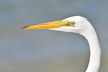 Great Egret Close Up Head Shot