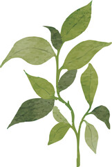 Illustration of Green Leafy Branch