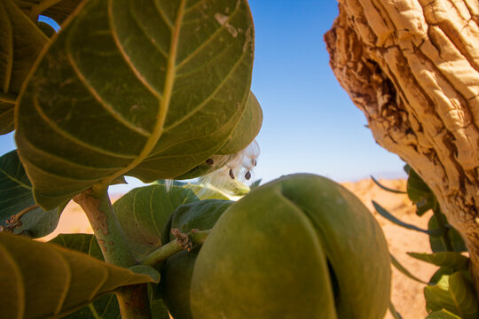 Detalle de un mudar de la India, manzano de Sodoma o algodoncillo gigante (Calotropis procera) en el desierto de Marruecos 
