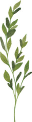 Illustration of Green Leafy Branch