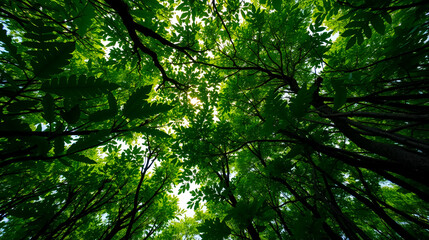 A bottom-up view of a lush green mangrove forest canopy, highlighting its dense foliage. Mangroves serve as a natural carbon sink, playing a crucial role in combating climate change by capturing carbo
