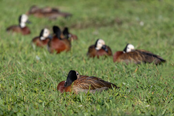 A White-faced Whistling Duck (Dendrocygna viduata) resting in a tall grass field, with sharp focus on the bird in the foreground. Other blurred birds in the background.