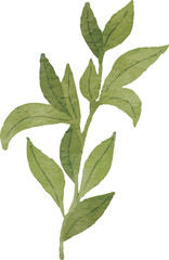 Illustration of Green Leafy Branch
