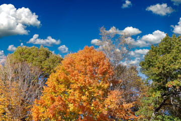 Obraz premium Autumn nature in North Carolina mountain woods
